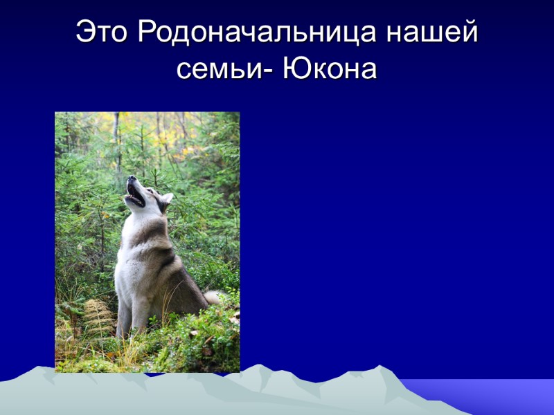 Это Родоначальница нашей семьи- Юкона